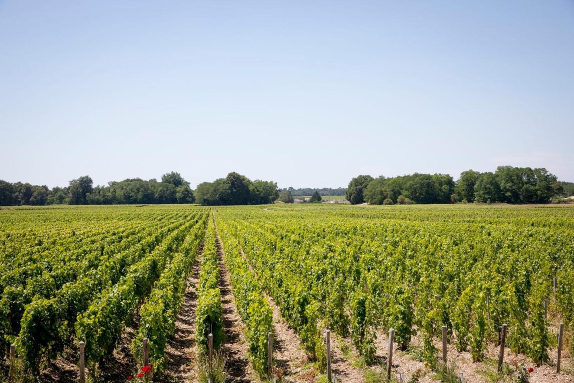Chateau Malescasse Lamarque エクステリア 写真
